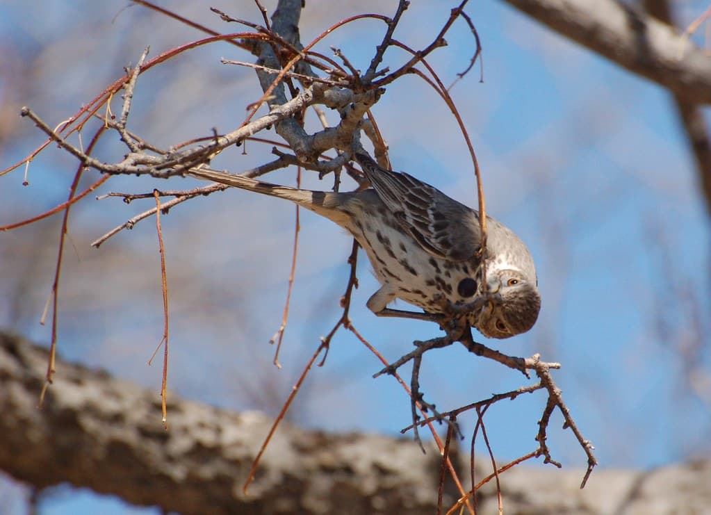 A songbird among native plantings on a lakeshore